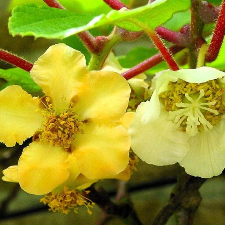 Kiwi 'Sunshine Gold' Seeds - Pack of 50