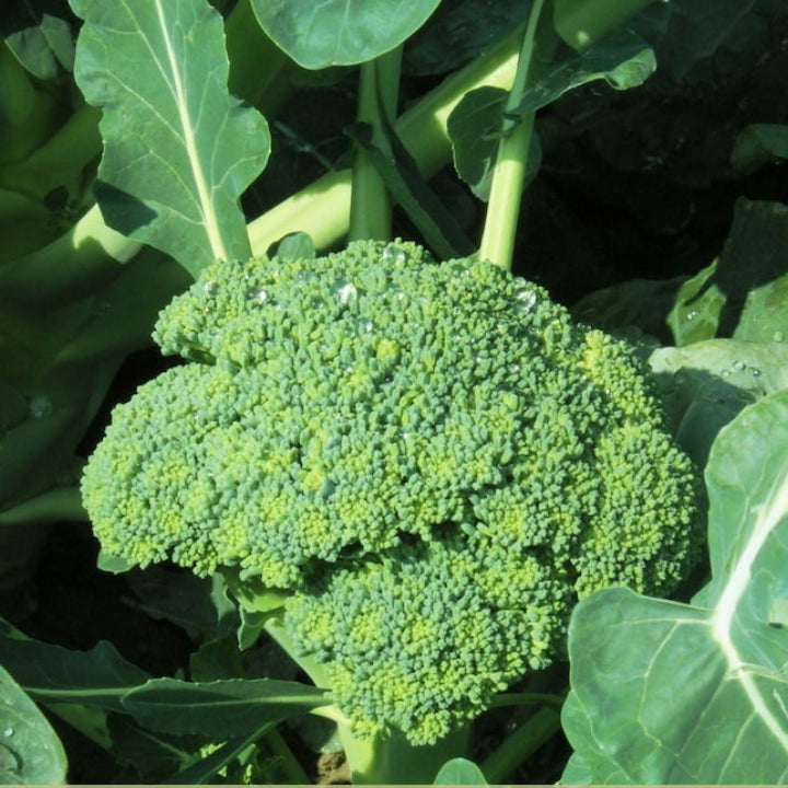 Broccoli 'Covina' Heat-Tolerant Winter Crop | Pack of 20+ Premium Seeds