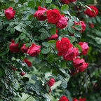 Rose Climber 'Florentina Passionate Red' - Live Plant