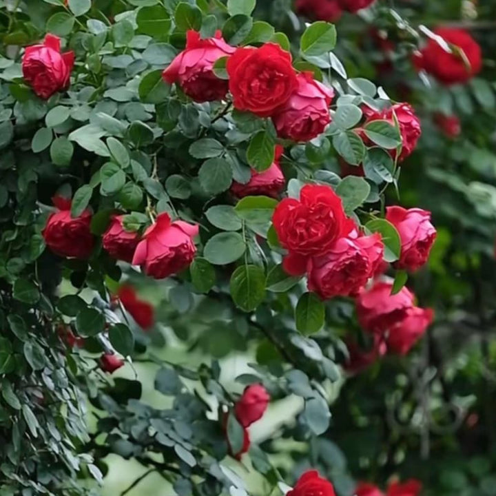 Rose Climber 'Florentina Passionate Red' - Live Plant