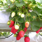 Strawberry 'Delizz' Seeds - Pack of 30