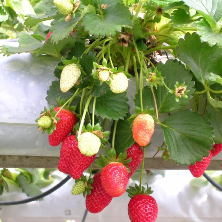 Strawberry 'Delizz' Seeds - Pack of 30