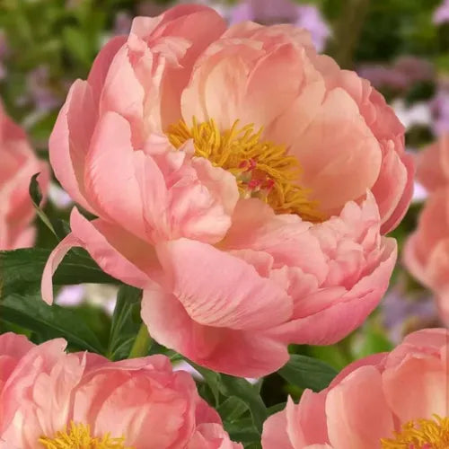Peony 'Coral Charm' Rhizome - Pack Of 1
