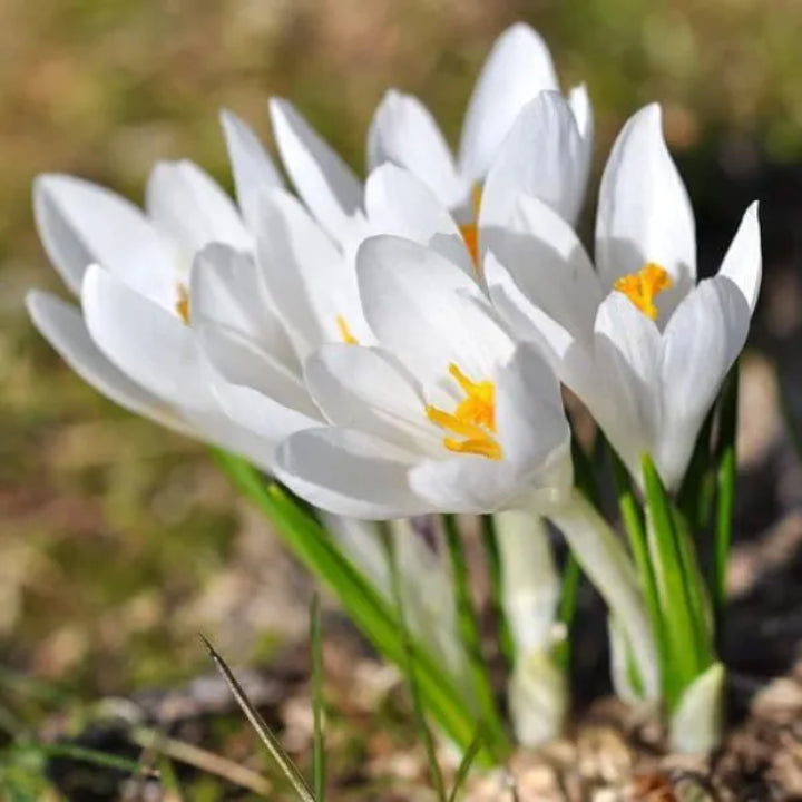Crocus vernus 'Joan of Arc' Bulbs | Pack of 5 Bulbs