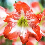 Amaryllis 'Crimson and Snow' Bulbs | Pack Of 3