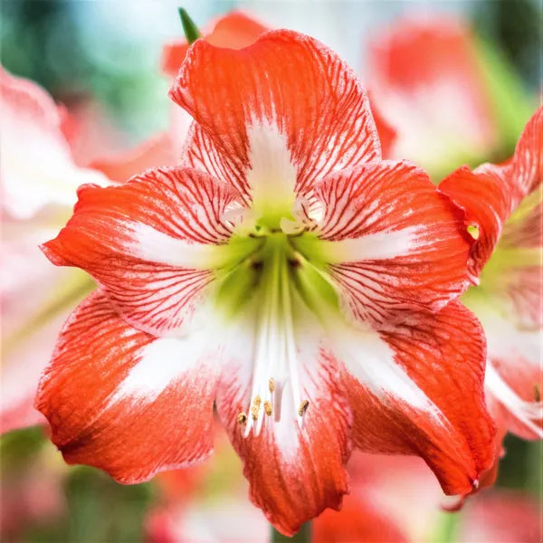 Amaryllis 'Crimson and Snow' Bulbs | Pack Of 3