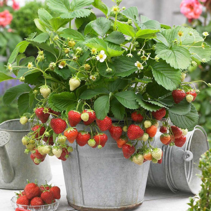 Strawberry 'Delizz' Seeds - Pack of 30