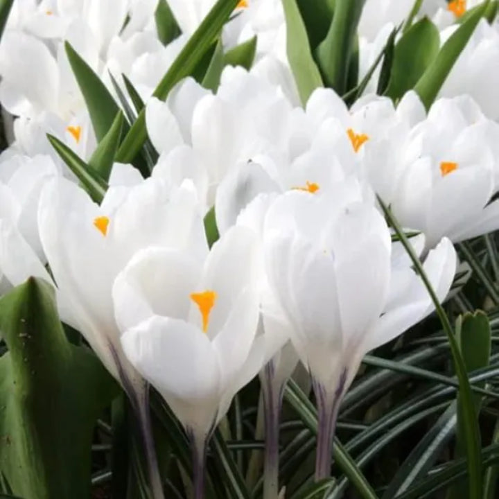 Crocus vernus 'Joan of Arc' Bulbs | Pack of 5 Bulbs