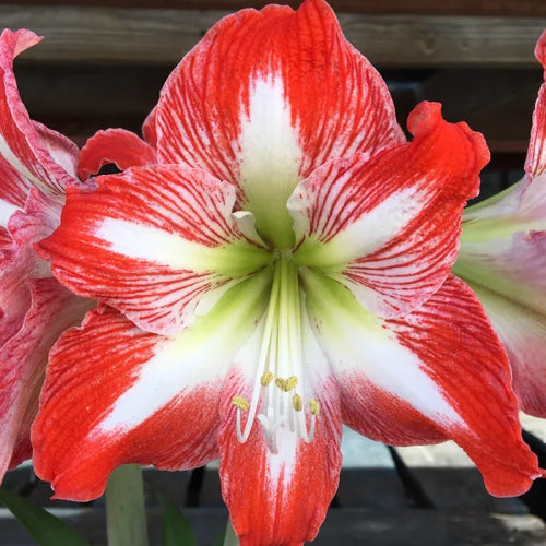Amaryllis 'Crimson and Snow' Bulbs | Pack Of 3