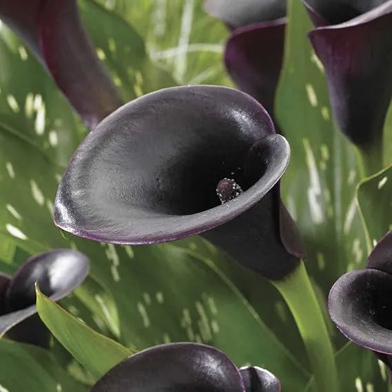 Calla Lily 'Black' Bulbs - Pack Of 3