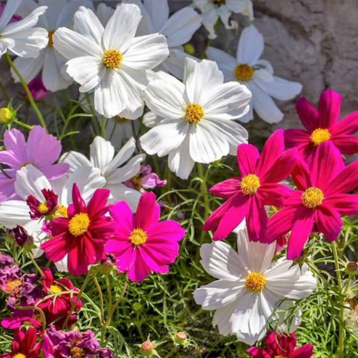 Cosmos bipinnatus Flower Mix | Pack of 30 Seeds