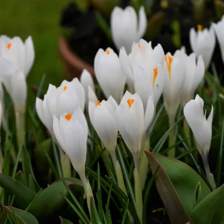Crocus vernus 'Joan of Arc' Bulbs | Pack of 5 Bulbs