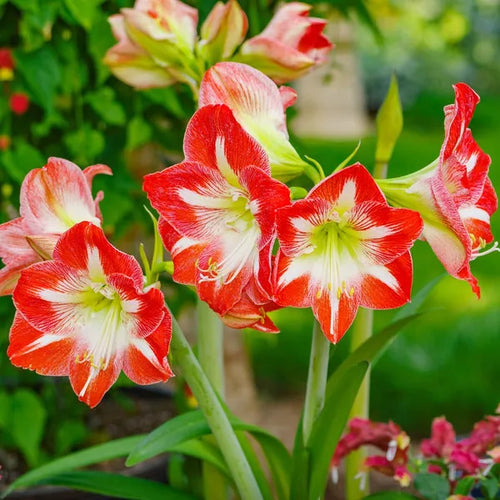 Amaryllis 'Crimson and Snow' Bulbs | Pack Of 3
