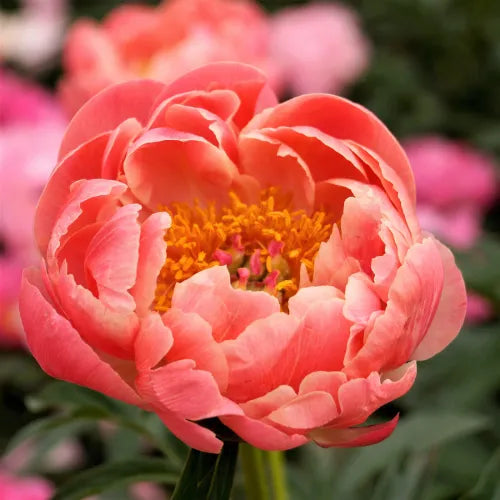 Peony 'Coral Charm' Rhizome - Pack Of 1