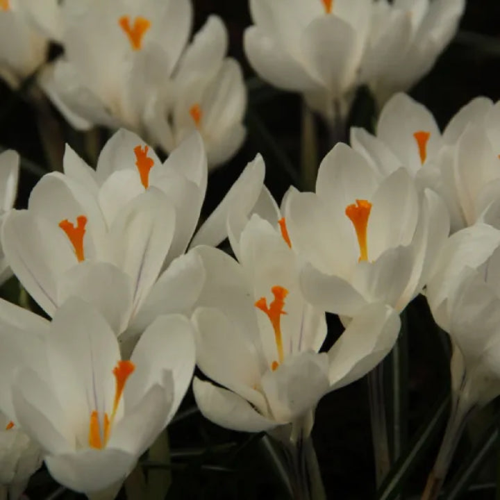 Crocus vernus 'Joan of Arc' Bulbs | Pack of 5 Bulbs