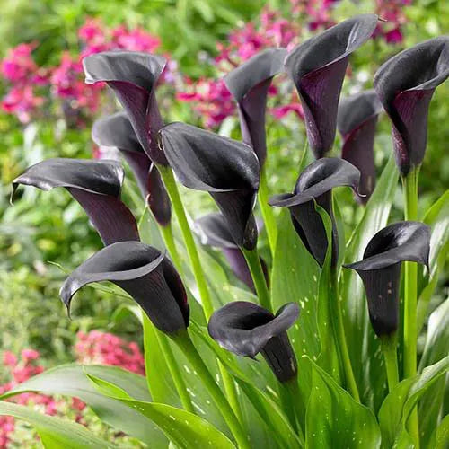 Calla Lily 'Black' Bulbs - Pack Of 3