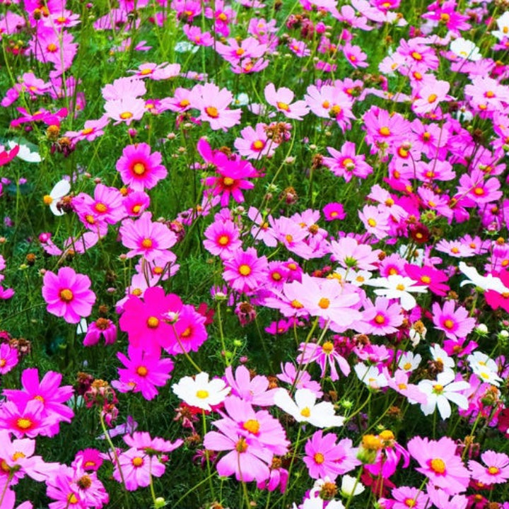 Cosmos bipinnatus Flower Mix | Pack of 30 Seeds