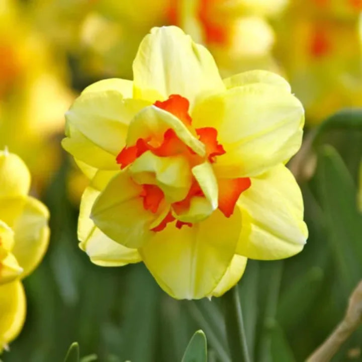 Premium Double Daffodil ‘Tahiti’ – Narcissus | Pack of 3 Bulbs