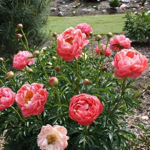 Peony 'Coral Charm' Rhizome - Pack Of 1