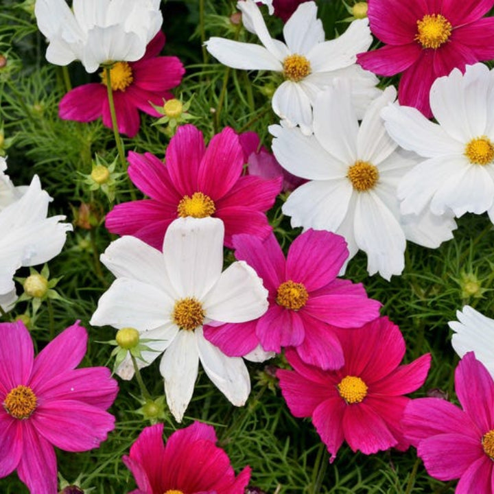 Cosmos bipinnatus Flower Mix | Pack of 30 Seeds