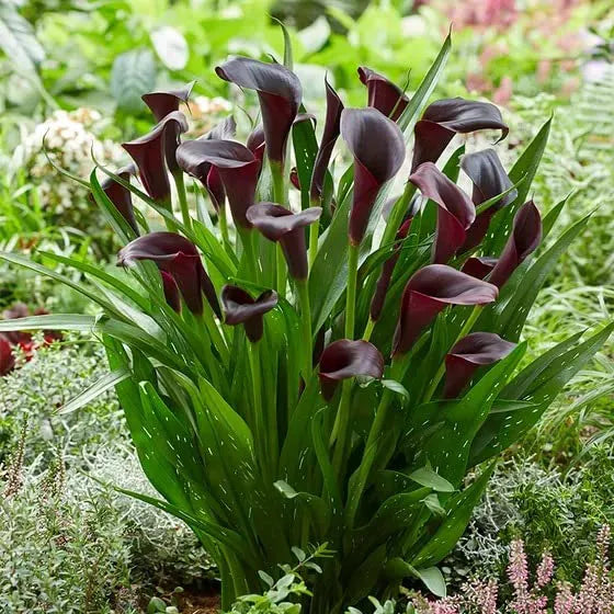Calla Lily 'Black' Bulbs - Pack Of 3
