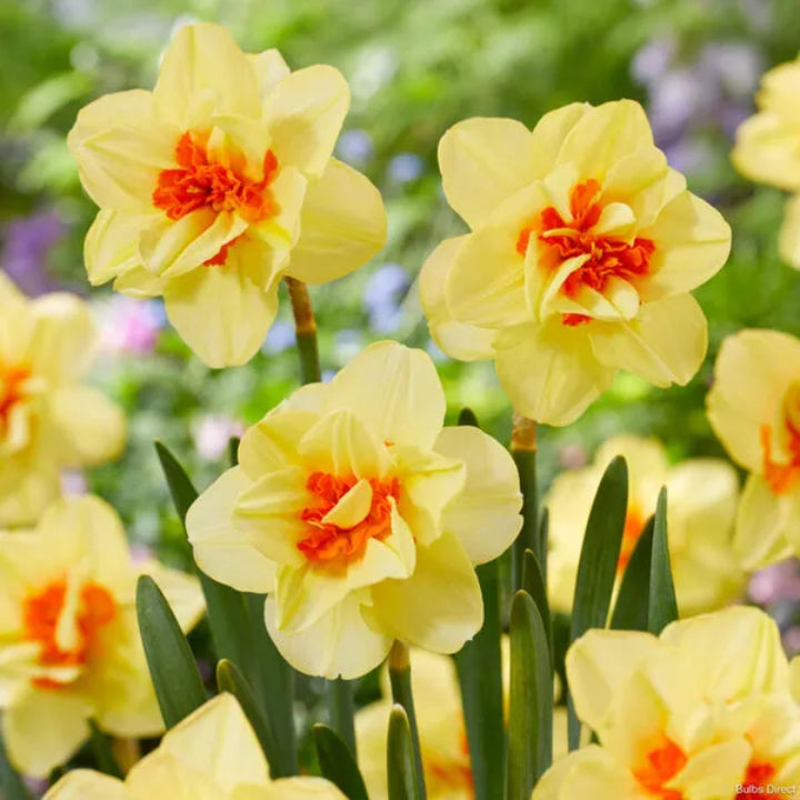 Premium Double Daffodil ‘Tahiti’ – Narcissus | Pack of 3 Bulbs