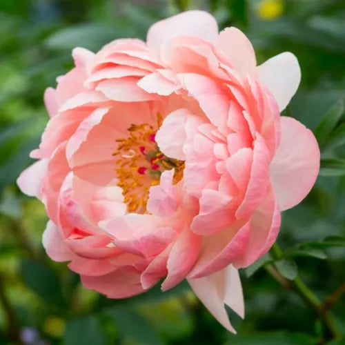 Peony 'Coral Charm' Rhizome - Pack Of 1