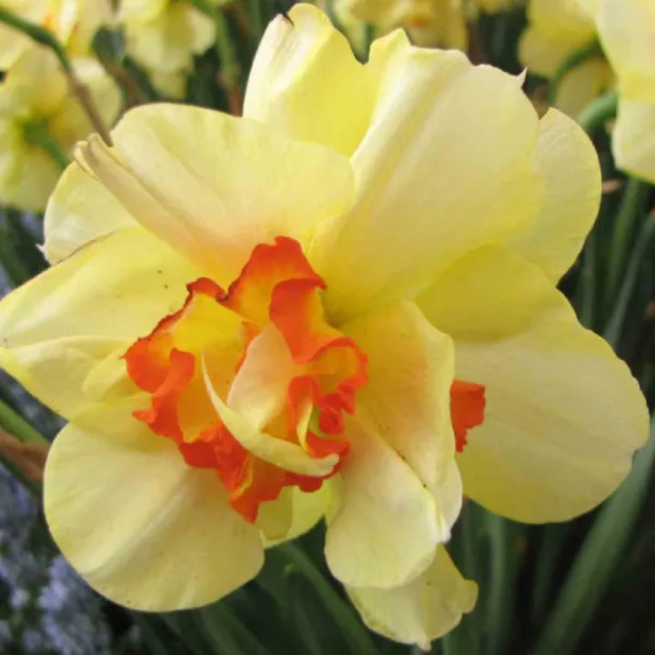 Premium Double Daffodil ‘Tahiti’ – Narcissus | Pack of 3 Bulbs