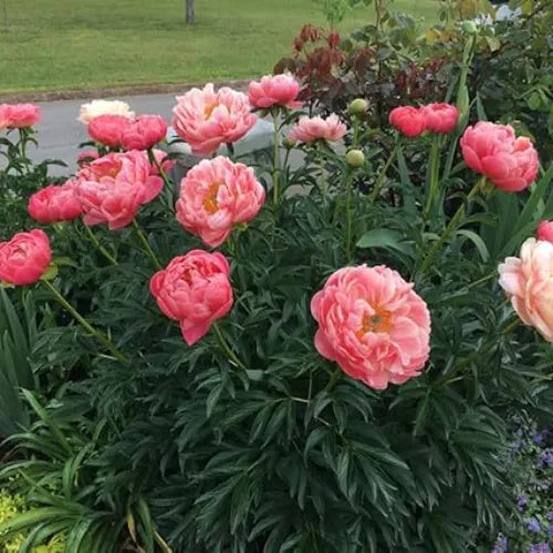 Peony 'Coral Charm' Rhizome - Pack Of 1