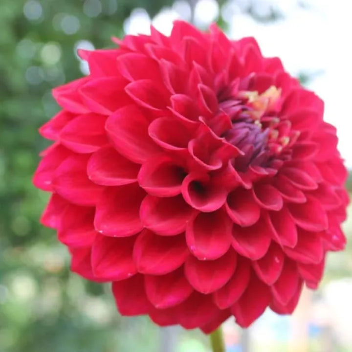 Exotic Dark Red Dahlia | Pack of 3 Bulbs