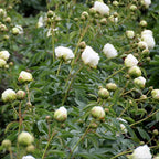 Peony 'Bridal Grace' Rhizome - Pack Of 1