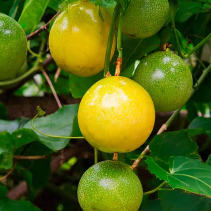 Passionfruit 'Golden Giant' - Live Plant