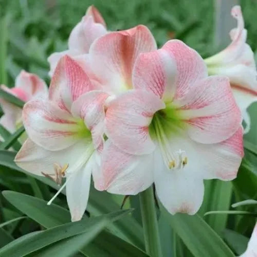 Amaryllis 'Apple Blossom' Bulbs - Pack Of 2