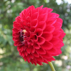 Exotic Dark Red Dahlia | Pack of 3 Bulbs