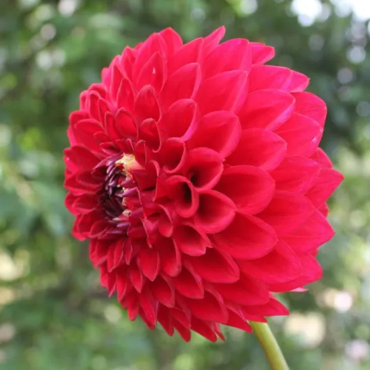 Exotic Dark Red Dahlia | Pack of 3 Bulbs