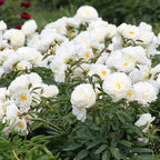 Peony 'Bridal Grace' Rhizome - Pack Of 1
