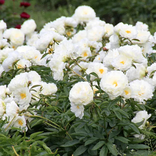 Peony 'Bridal Grace' Rhizome - Pack Of 1