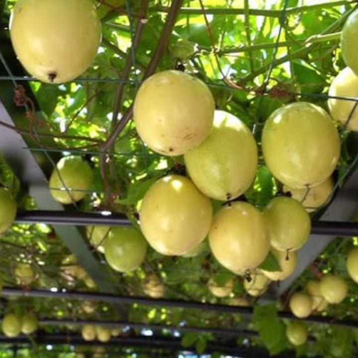 Passionfruit 'Golden Giant' - Live Plant