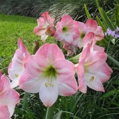 Amaryllis 'Apple Blossom' Bulbs - Pack Of 2