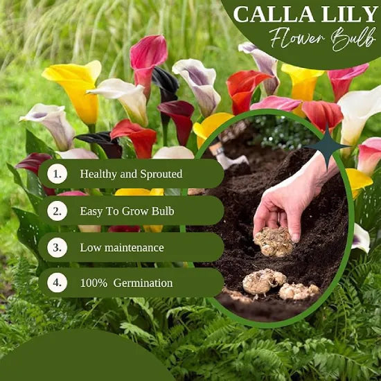 Calla Lily 'Black' Bulbs - Pack Of 3