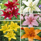 The '5-Star Hotel' Lily Hack: Get Priya's 'Perpetual Bloom' Bulbs (Buy 1 Get 1 Free)