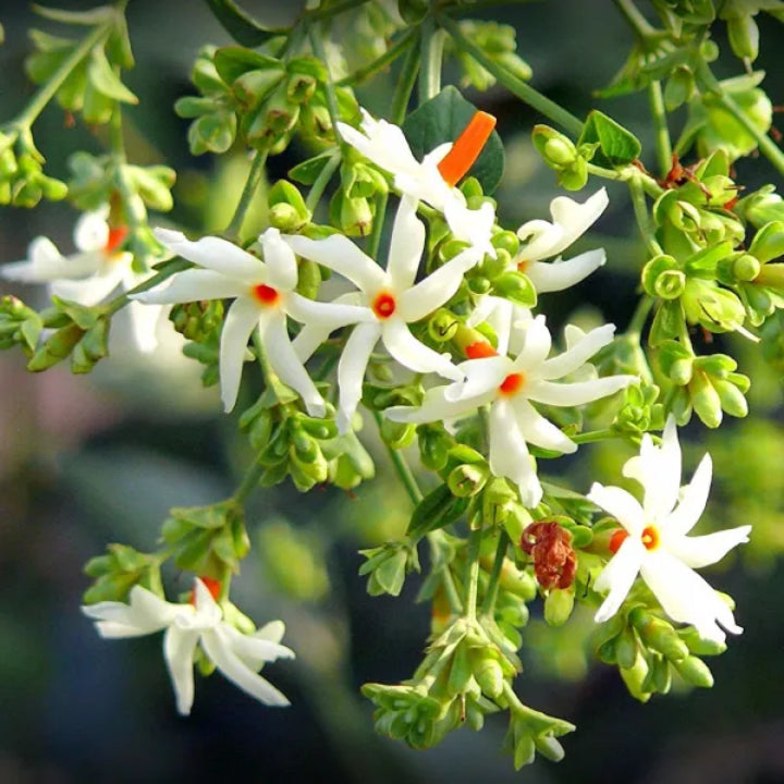 Divine Fragrance Parijat (Harsingar) | Live Plant