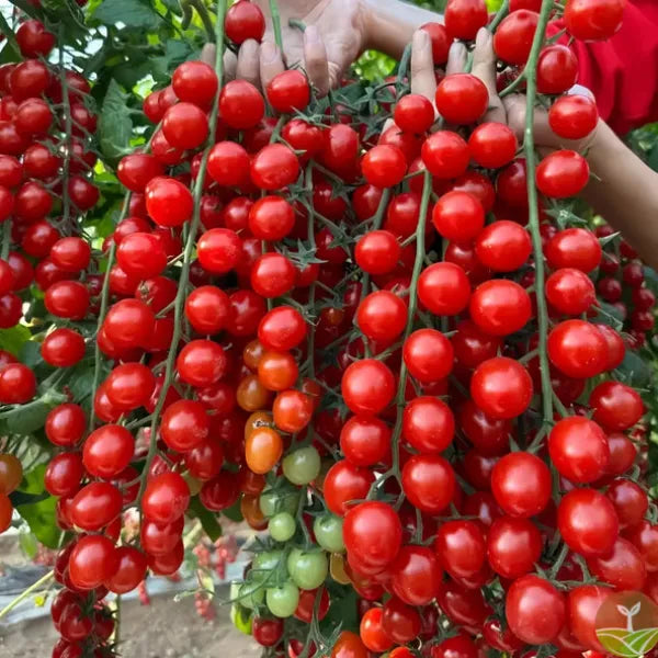 Tomato 'Red Cherry' Seeds - Pack Of 100