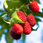 Ruby Raspberry 'Polka' Seeds - Pack of 50
