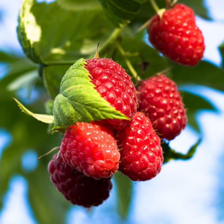 Ruby Raspberry 'Polka' Seeds - Pack of 50