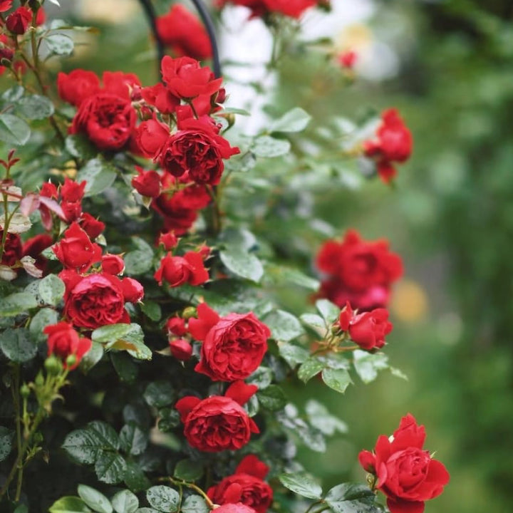 Rose Climber 'Florentina Passionate Red' - Live Plant