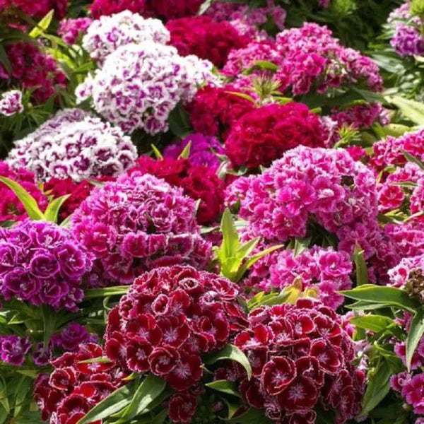 Sweet William Flower |  Dianthus Barbatus | Pack of 30 seeds