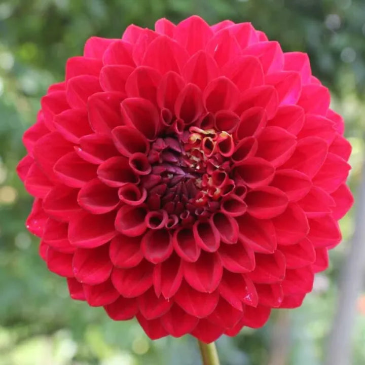 Exotic Dark Red Dahlia | Pack of 3 Bulbs