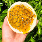 Passionfruit 'Golden Giant' - Live Plant