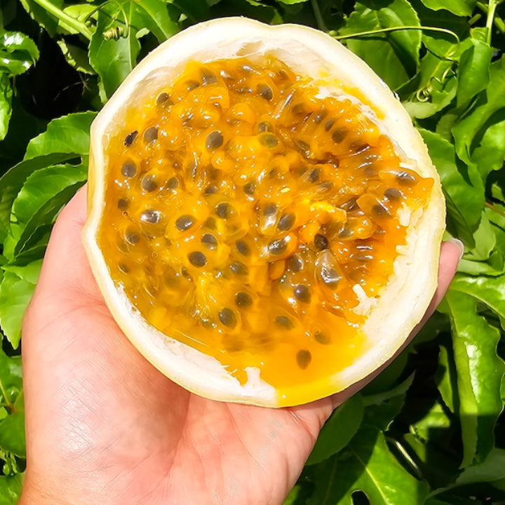 Passionfruit 'Golden Giant' - Live Plant